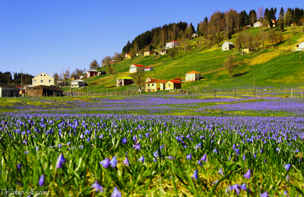 Tonya Araç Takip Sistemi ve Gezi Rehberi